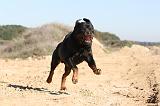 ROTTWEILER 127